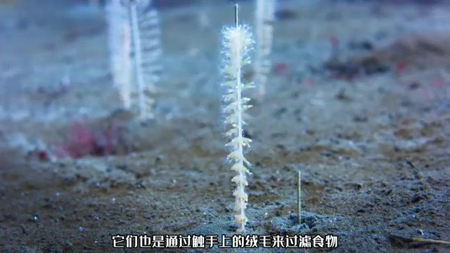 海星卵被捕食:海底世界的生存之战 在深邃的海底,生命为了生存展开了