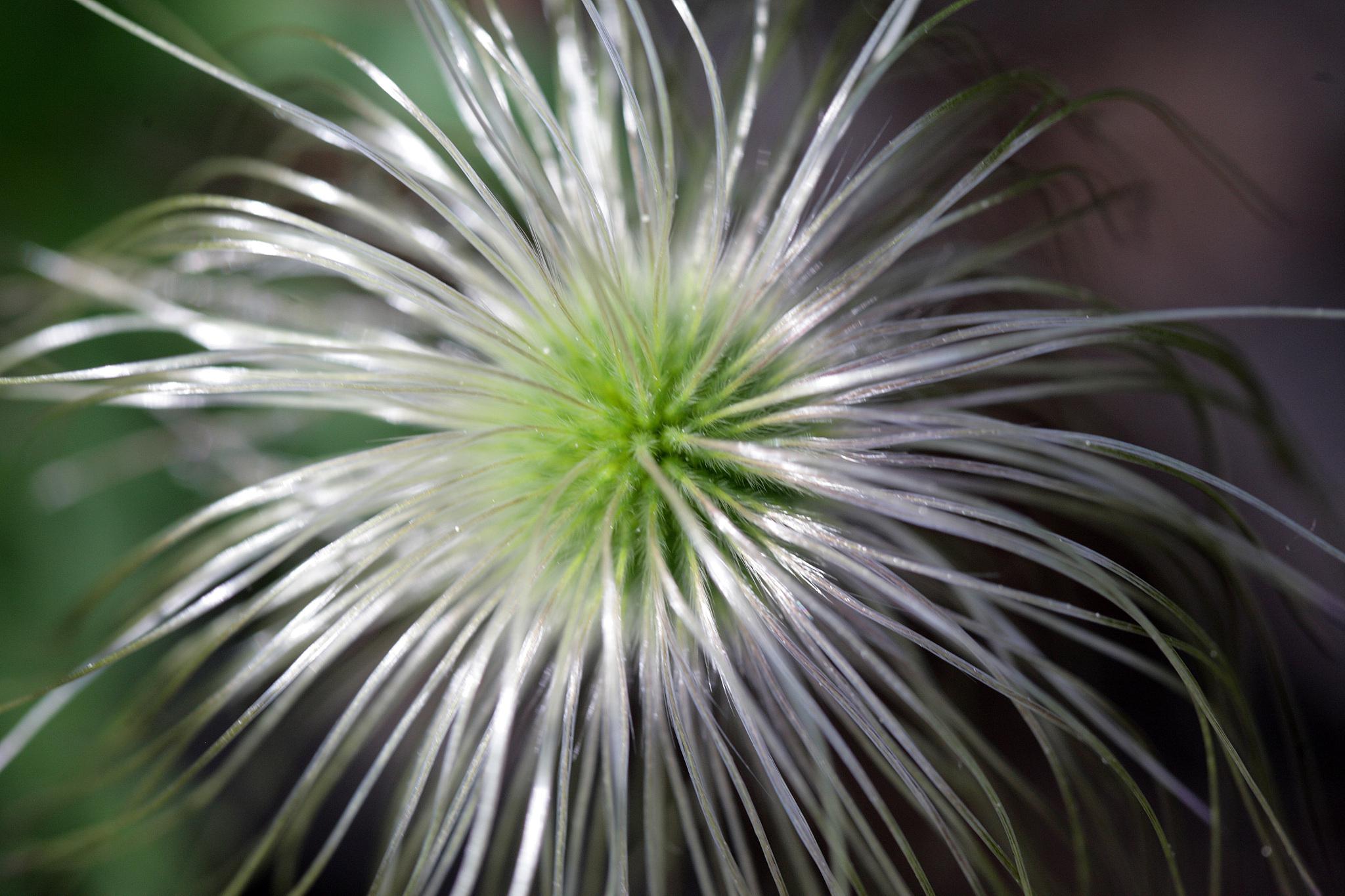 常见100种花卉草本植物图片