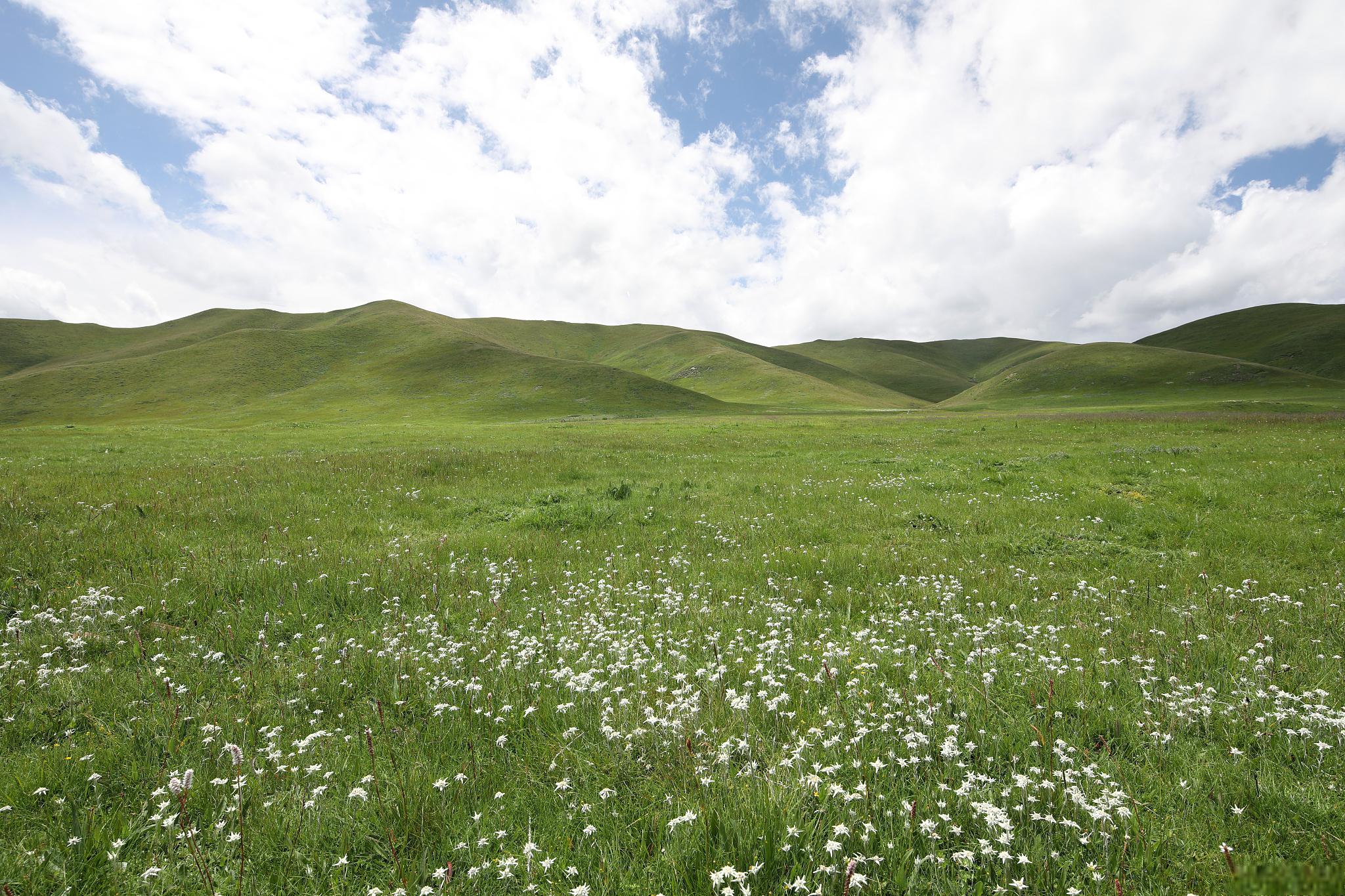 保康南顶草原:自然风光与藏族文化的完美融合 保康南顶草原位于湖北省