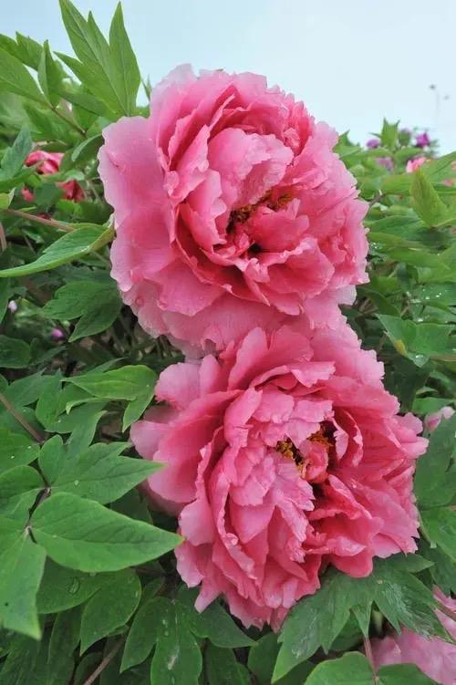 这3种"富贵花"绝对是你的不二之选!