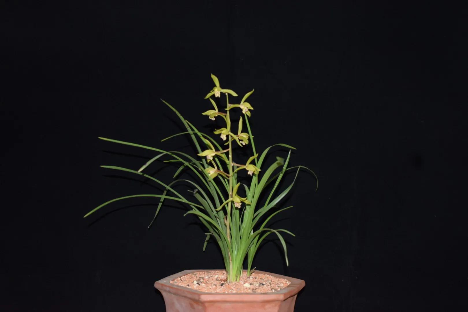 本文将从植物学的角度出发,深入探讨兰花春化的真正含义,以及如何进行