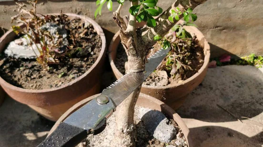 盆景造型:拿弯技巧的实际操作 盆景造型是一门艺术,而拿弯技巧则是