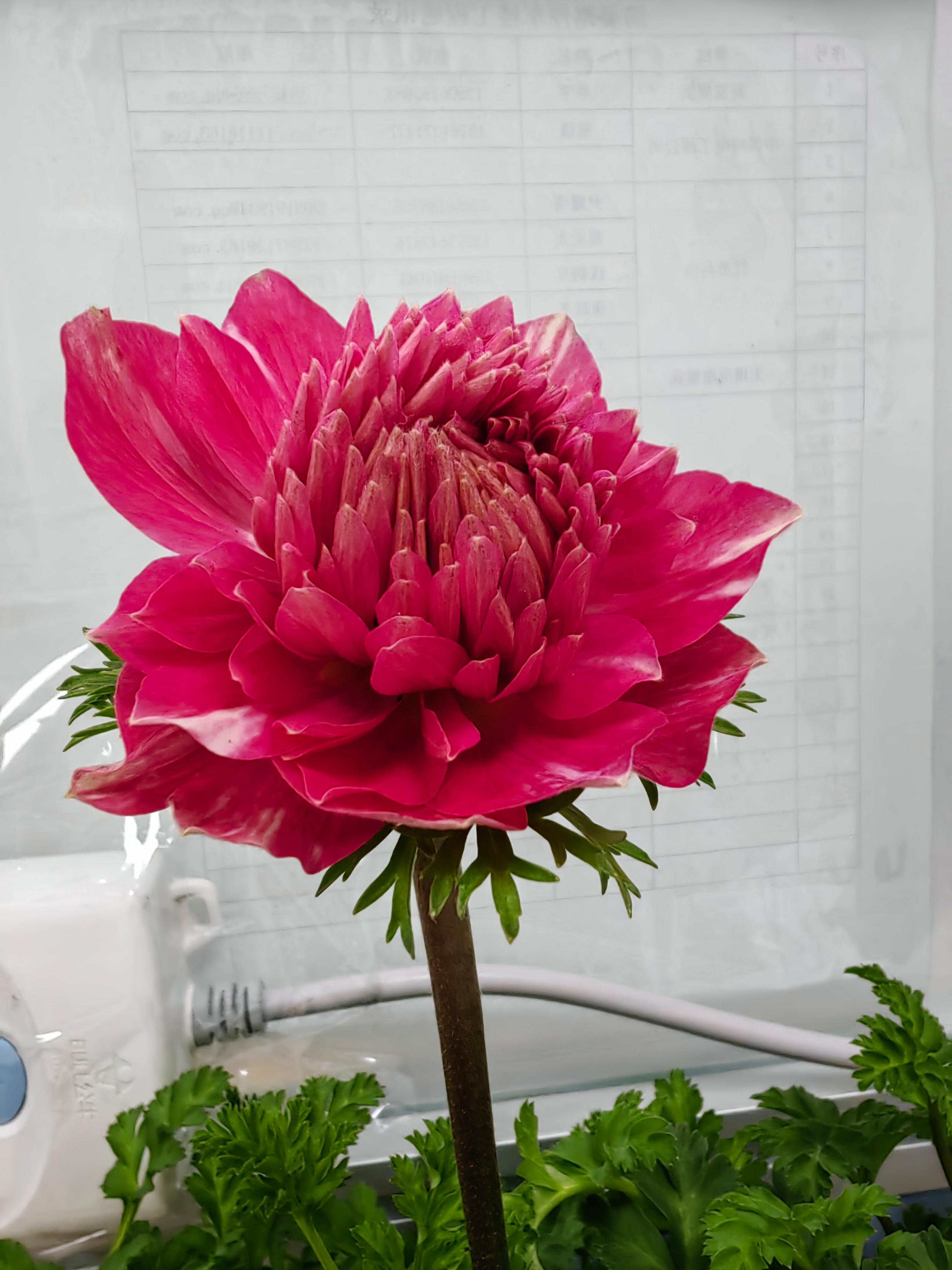 银莲花:办公桌上的怡人风景 自上个月底开始,我精心养护了一盆银莲花.