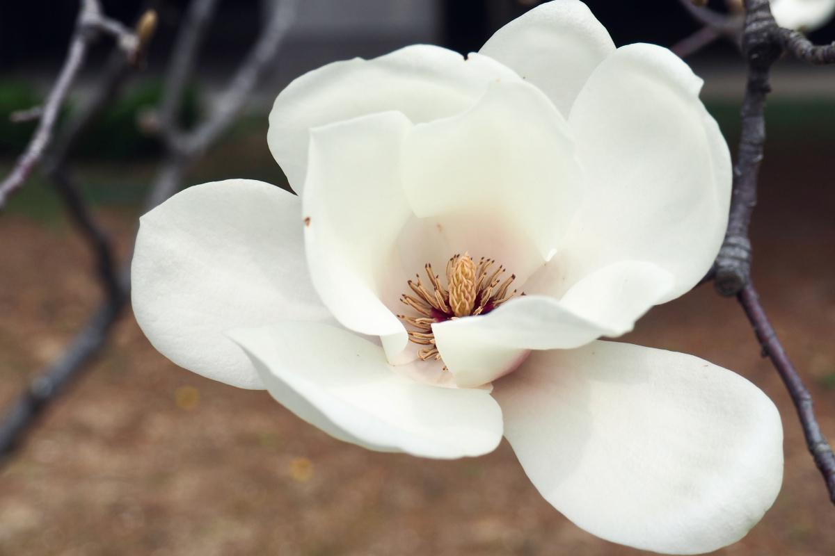 白玉兰是一种淡雅的花卉,它的香气独特,让人感受到纯净与宁静