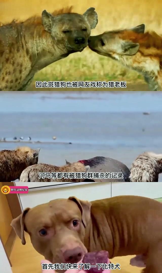 比特犬与斑鬣狗生死相搏,究竟谁胜谁负?