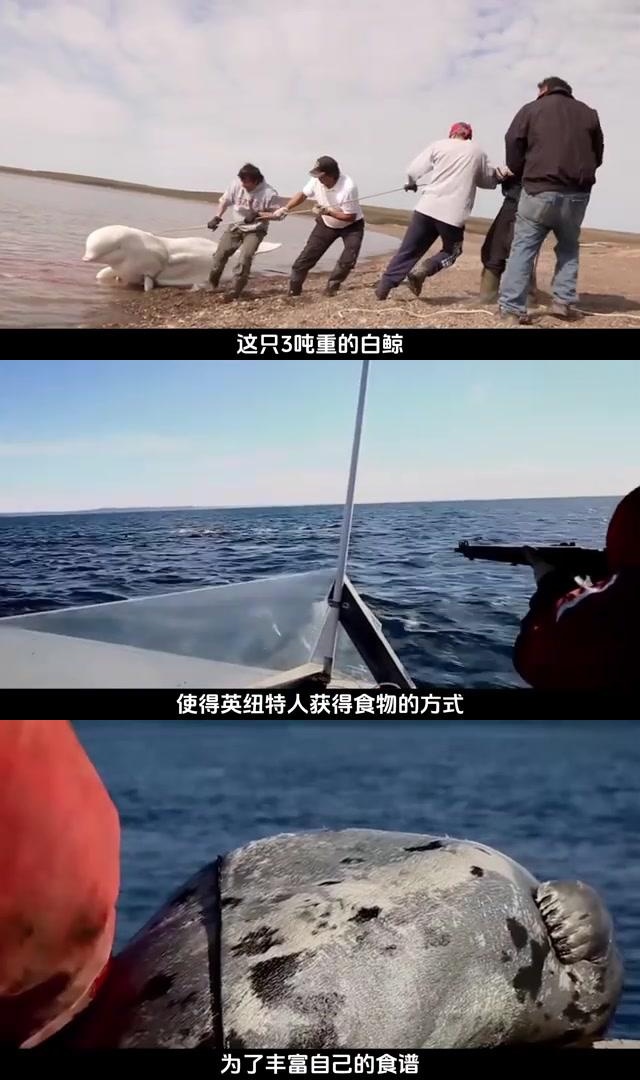 因纽特人的生存智慧:捕鲸杀海豹,却与北极熊共存 在北极圈,因纽特人以