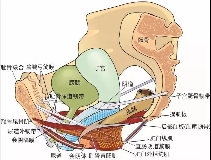 盆底肌,这组鲜为人知的肌肉群,却在你不知情的情况下默默守护着你的