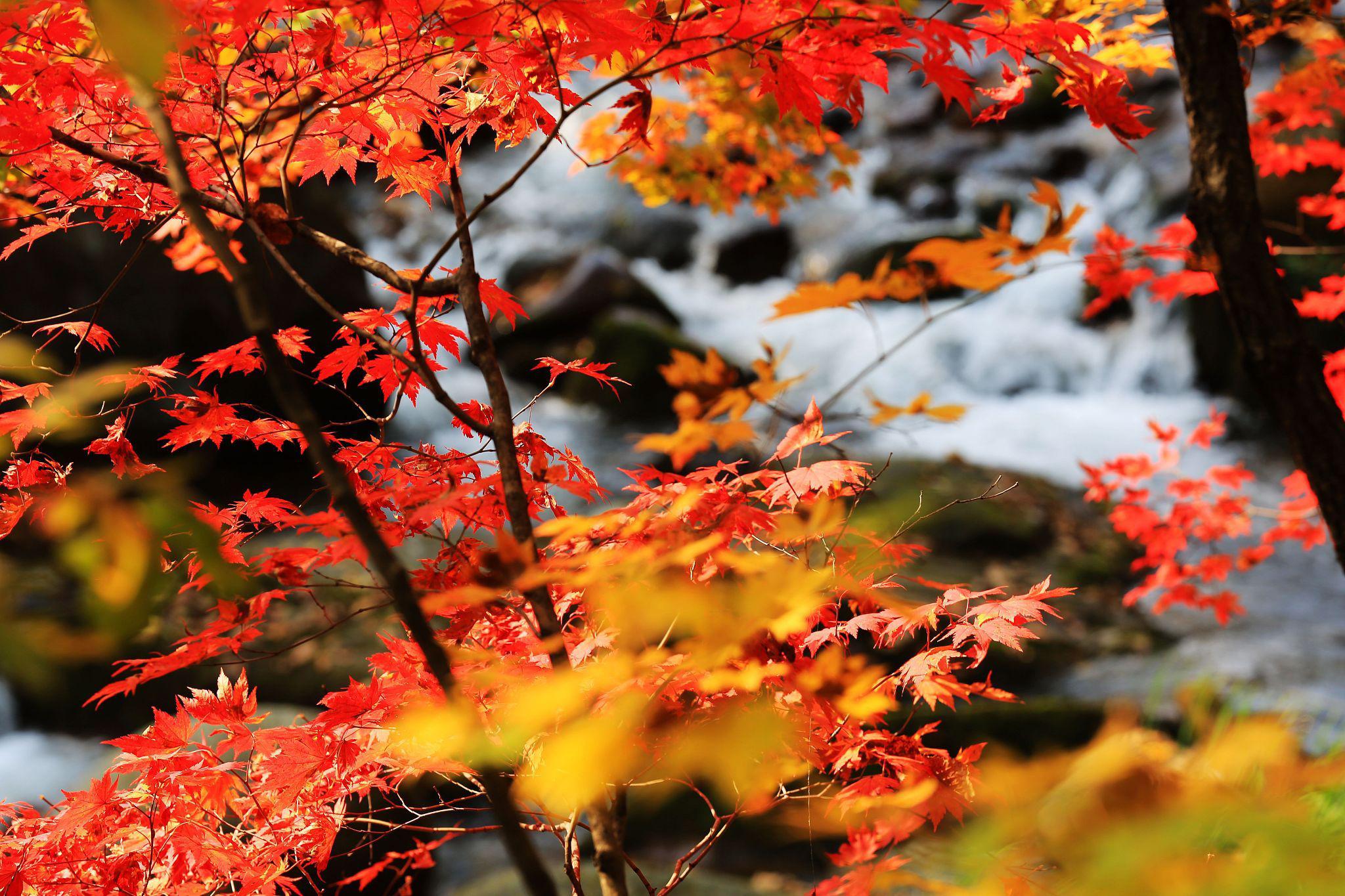 石家庄的秋天,宛如一幅流动的诗篇,每一片枫叶都在诉说着秋天的故事