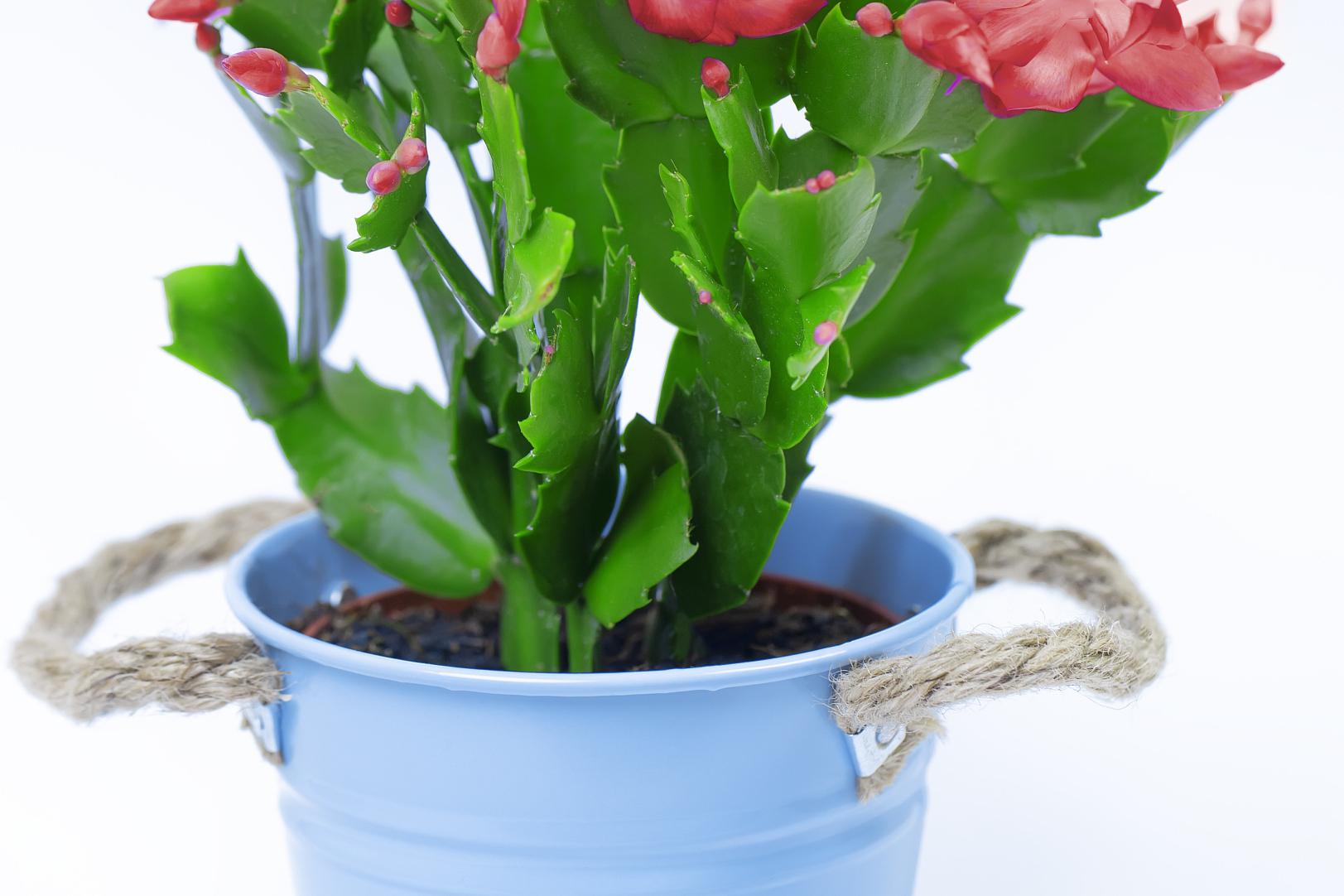 蟹爪兰:室内观赏植物的璀璨明珠 蟹爪兰是室内观赏植物中的璀璨明珠