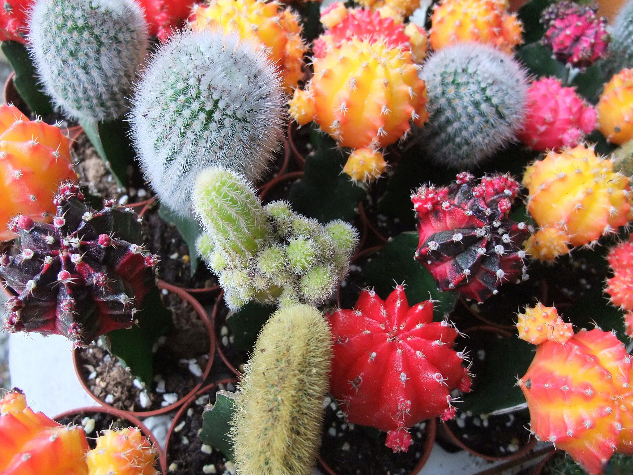 姬珊瑚养殖大揭秘:让你的姬珊瑚绽放极致魅力!