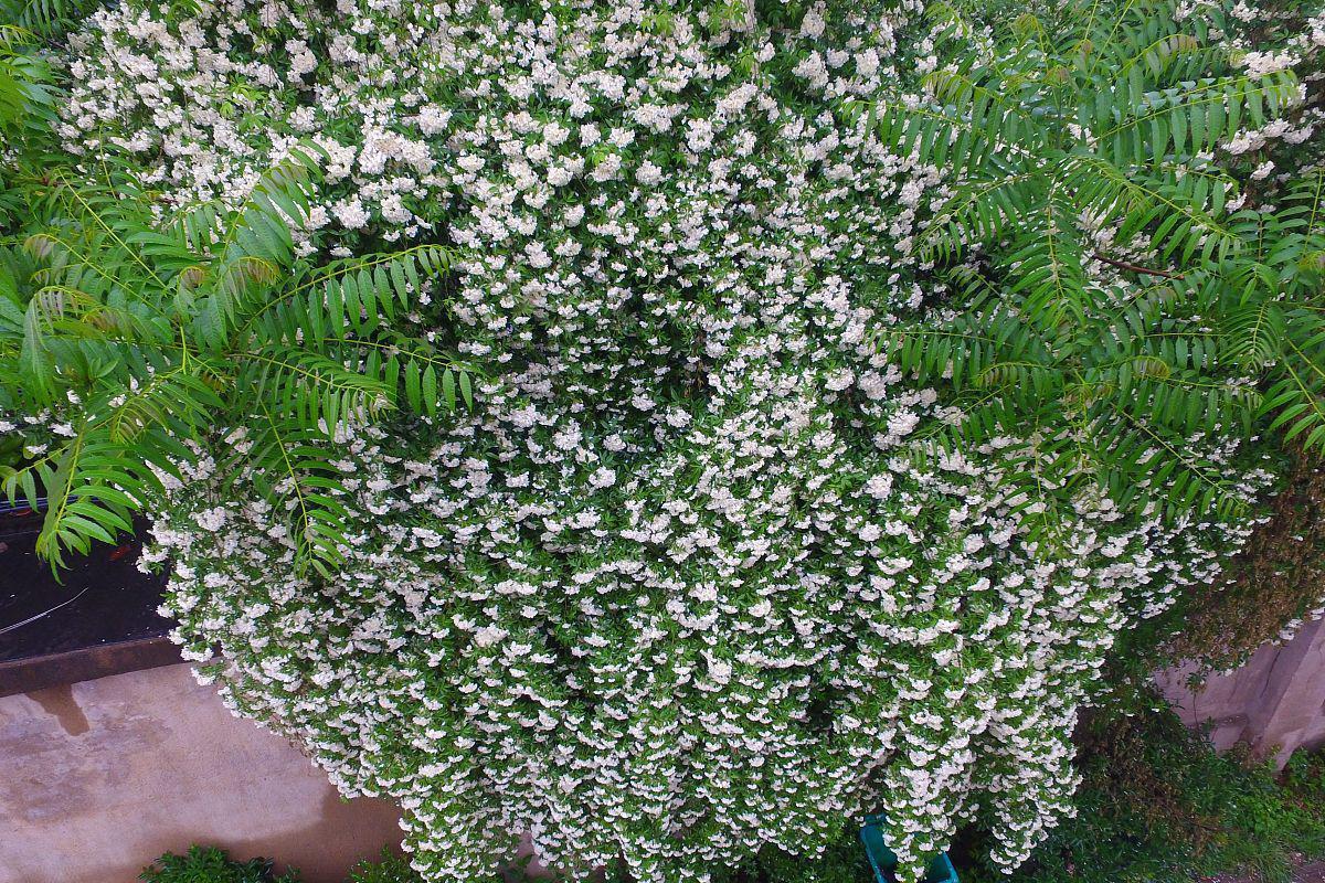 如何正确养殖浓子茉莉 浓子茉莉是一种魅力四溢的花卉,凭借其绚烂的