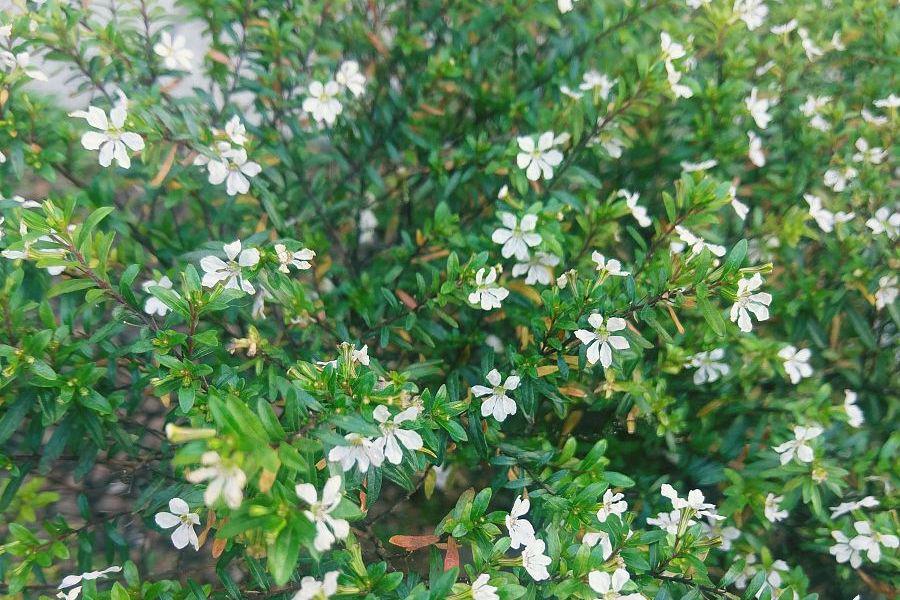 如何正确养殖浓子茉莉 浓子茉莉是一种魅力四溢的花卉,凭借其绚烂的