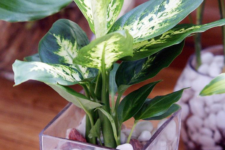 本文将为你介绍花叶万年青的养殖小百科,帮助你让它茁壮成长.