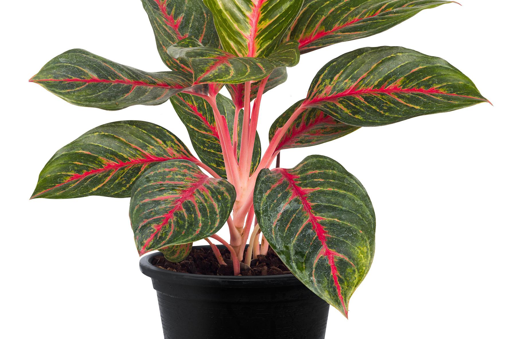 本文将为你介绍花叶万年青的养殖小百科,帮助你让它茁壮成长.