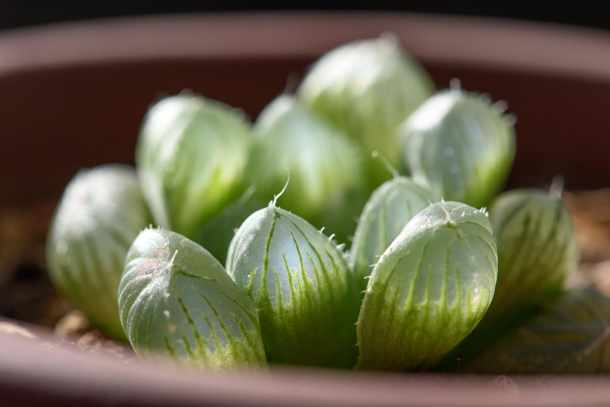 玉露多肉:翡翠之海 在植物的繁杂世界里,玉露多肉凭借其独特的魅力,成