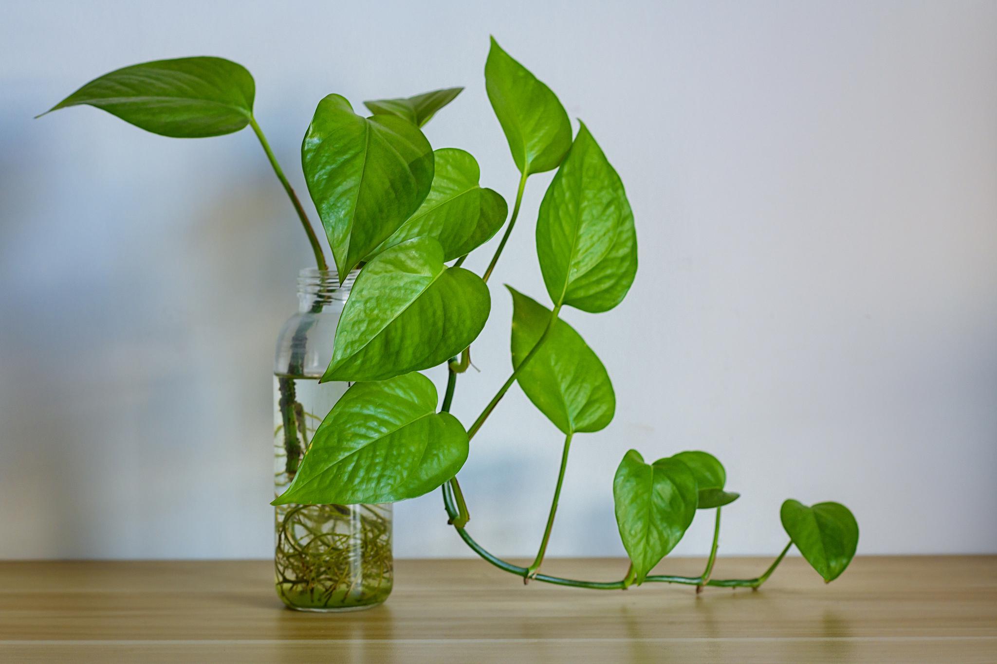 绿萝的特点 植物图片