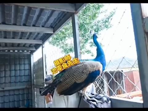 时代峰峻士大夫:教拼音崩溃记 这段士大夫受难记描述了时代峰峻的士