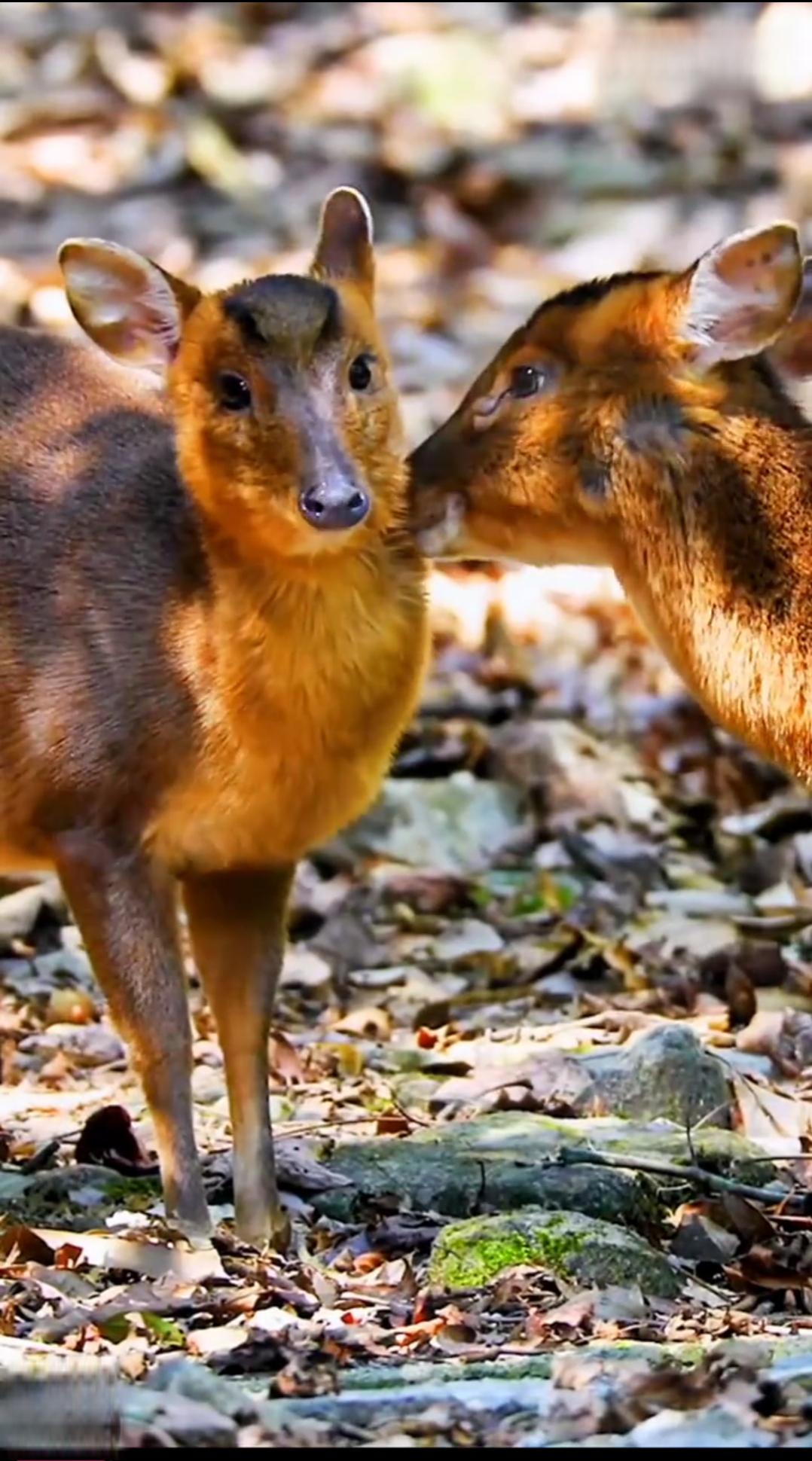 小鹿亲吻草地,感受大自然的温暖与爱意 两只小鹿在草地上相互亲吻