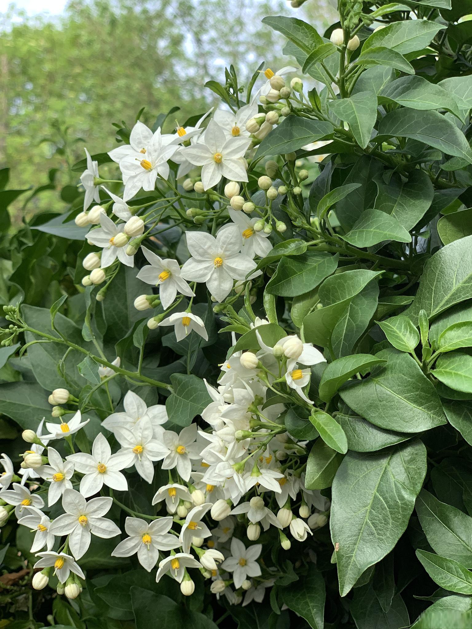 茉莉花的生长环境图片