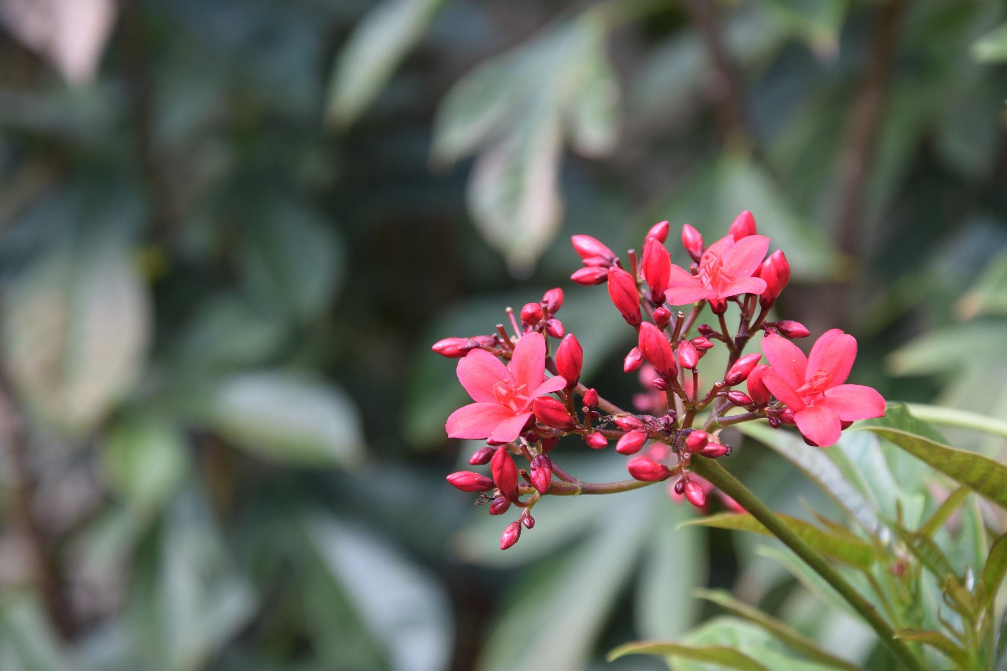 花,那个在植物界中闪耀的忍冬科明星,以其艳丽的花姿和顽强的生命力