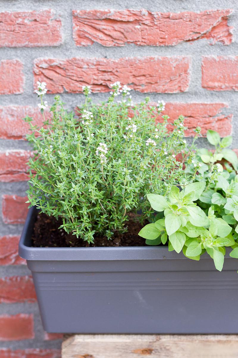 许多家庭都开始考虑在家里种植一些具有驱蚊效果的盆栽