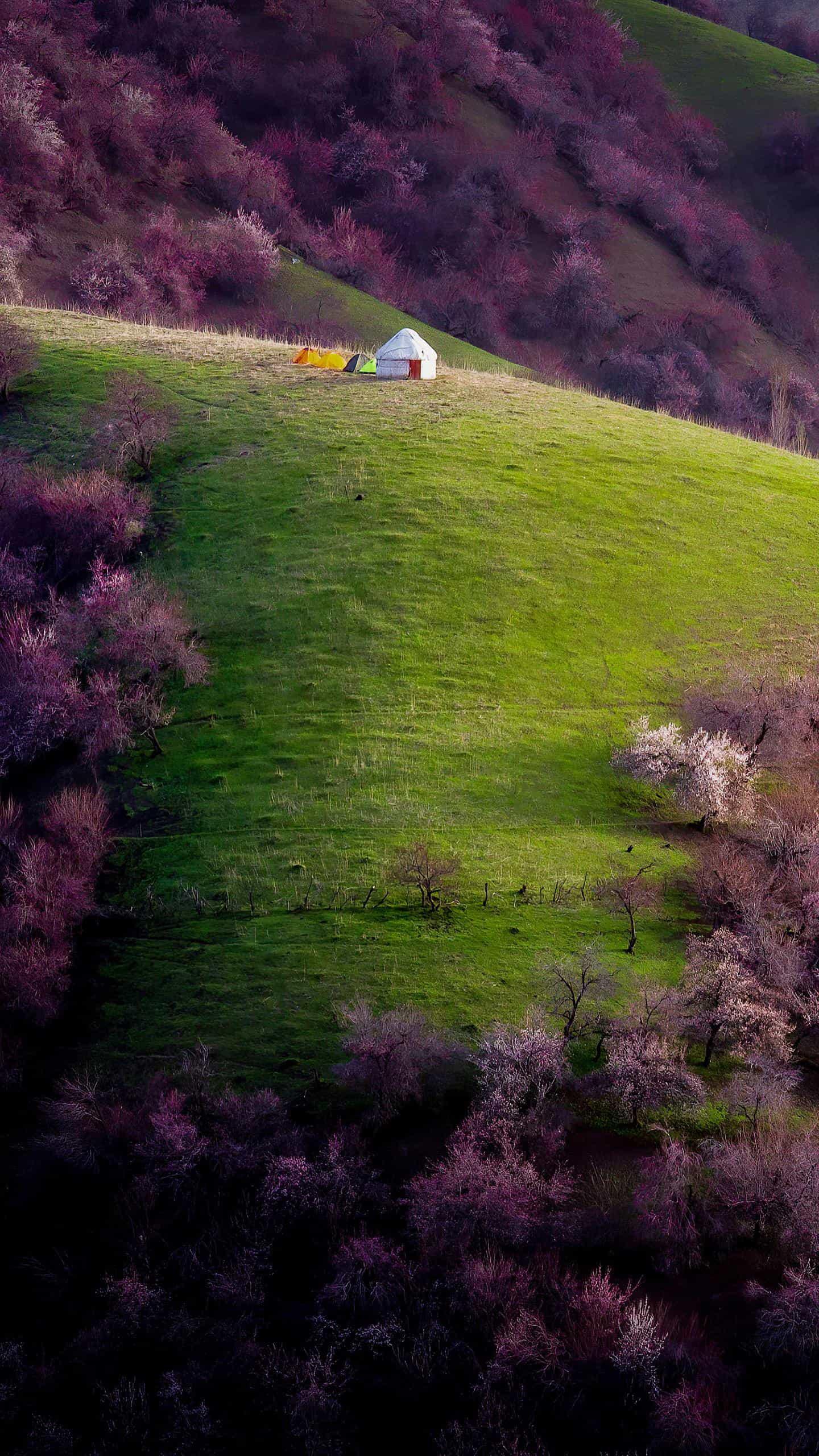 桃花林:人间仙境般的美景 桃花林,一个人间仙境般的地方.