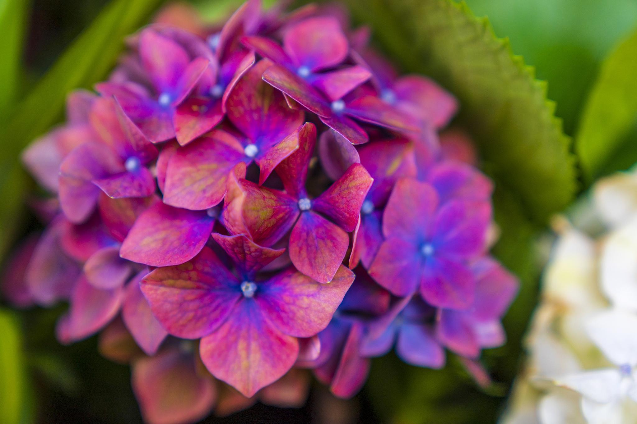 如何养护绣球花,让它在冬天也能绽放美丽 绣球花盛开,绚丽多彩,如同