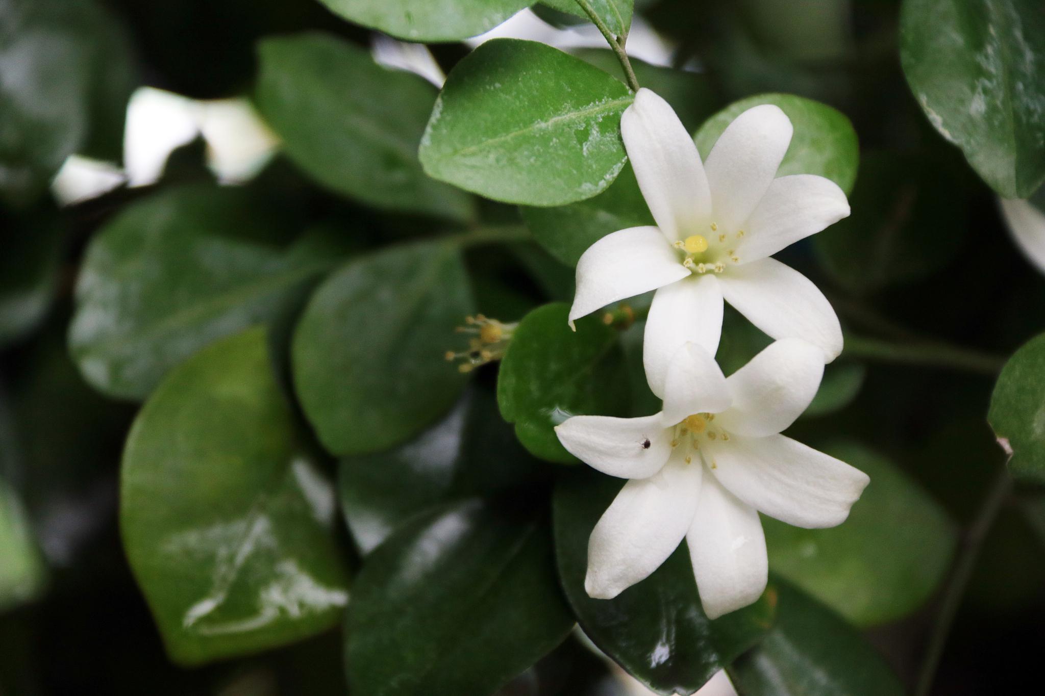 想让九里香在室内茁壮成长?