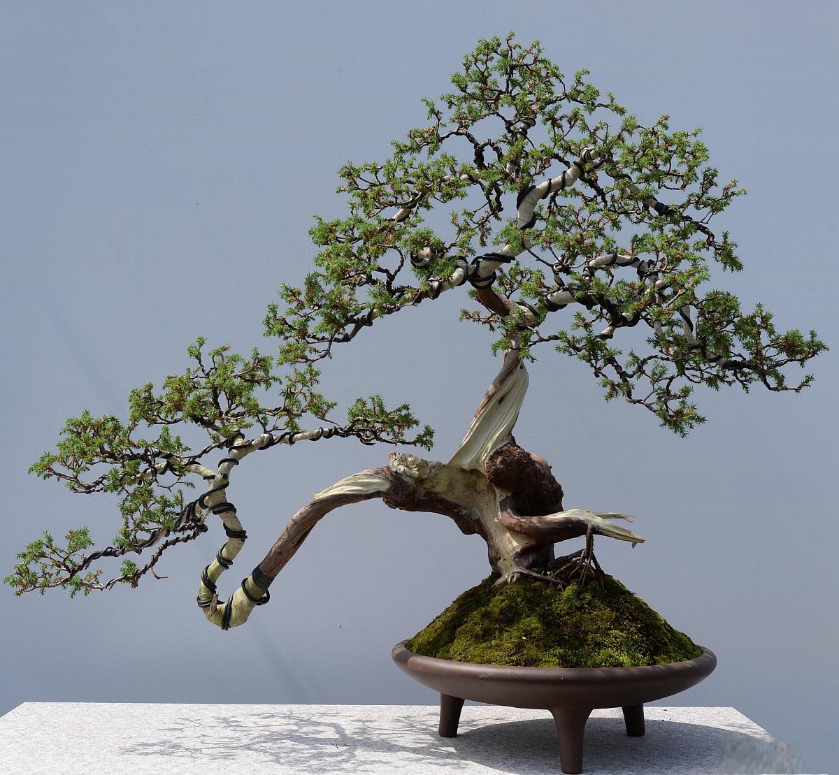 小榕树盆景:如何安然过冬?