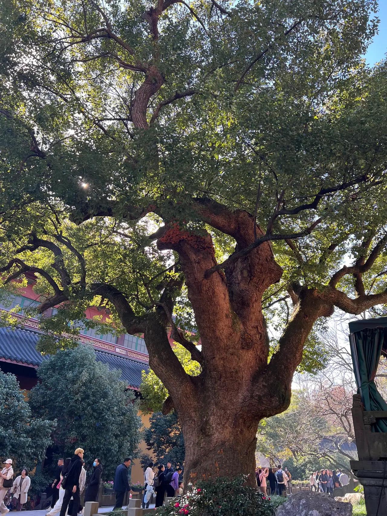 杭州灵隐寺:千年古刹,与自然和谐共生 杭州灵隐寺,背靠北高峰,面朝