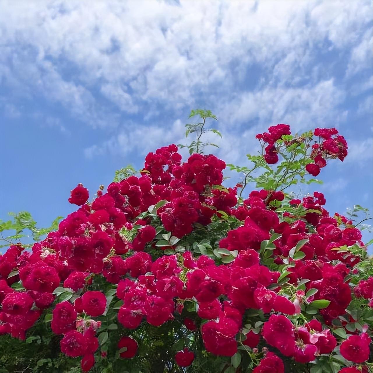 甜蜜红木香:富贵吉祥之花,家居种植之乐 甜蜜红木香是一种让人心醉的
