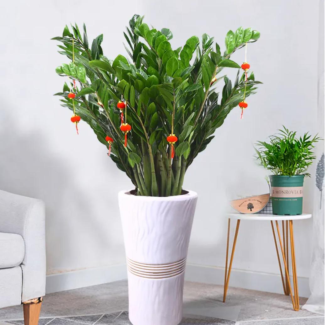 5种适合在客厅摆放的花卉 想要让客厅充满高级感吗?