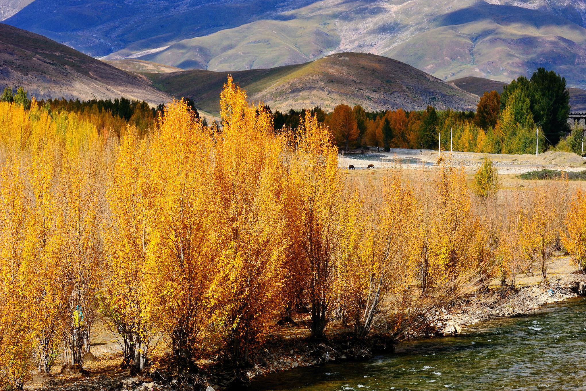 秋天的金沙萨:一幅色彩斑斓的画卷 金沙萨,这座刚果民主共和国的首都