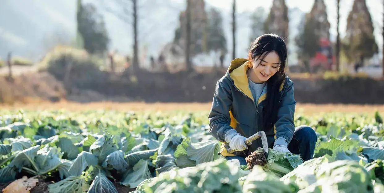 砍大白菜的农村妇女,演技惊艳 赵丽颖在电视剧《花开时节》中扮演一