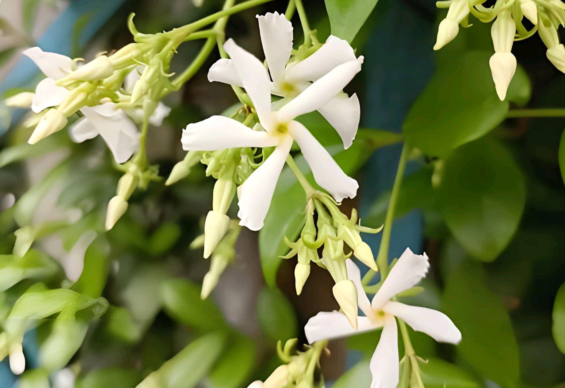 风车茉莉:如何养护这迷人的花朵 风车茉莉,旋转花朵宛如清泉在石上