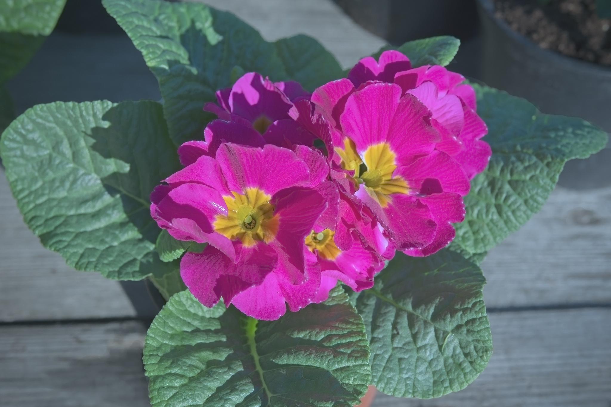 大岩桐花:盆栽观花植物中的瑰宝 大岩桐花盛开成独特的钟形,绽放出