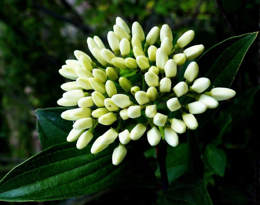 九里香:打造花香四溢的美丽家园 九里香,又名月橘,花香四溢,是家居
