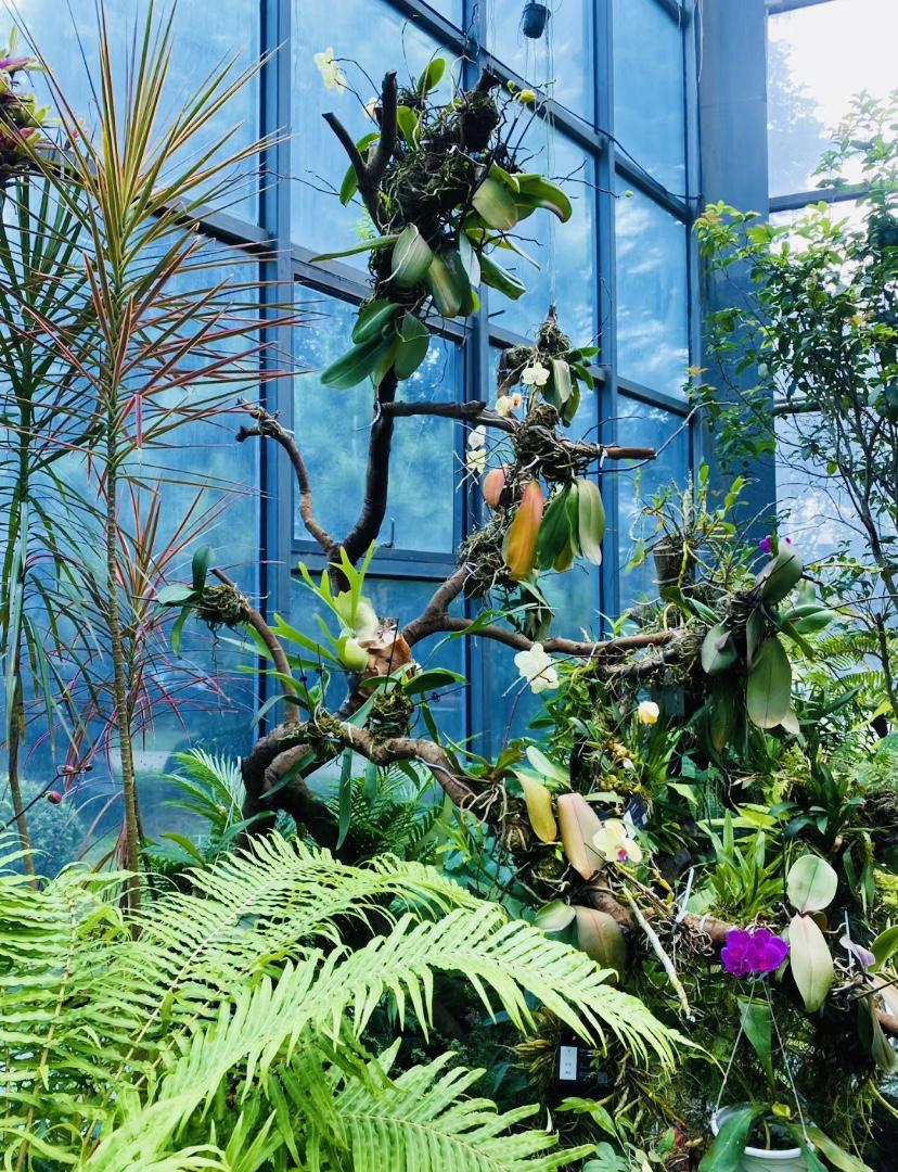 东莞植物园:城市中的绿洲 东莞植物园,一个隐藏在城市中的绿肺,邀请您