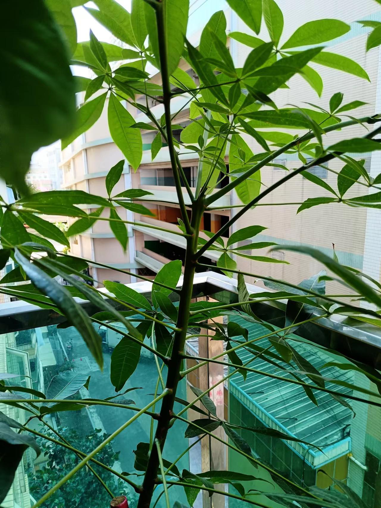 揭秘"发财树":原名瓜栗,也被称为发财枣,鹅掌钱 发财树,原名瓜栗,又被