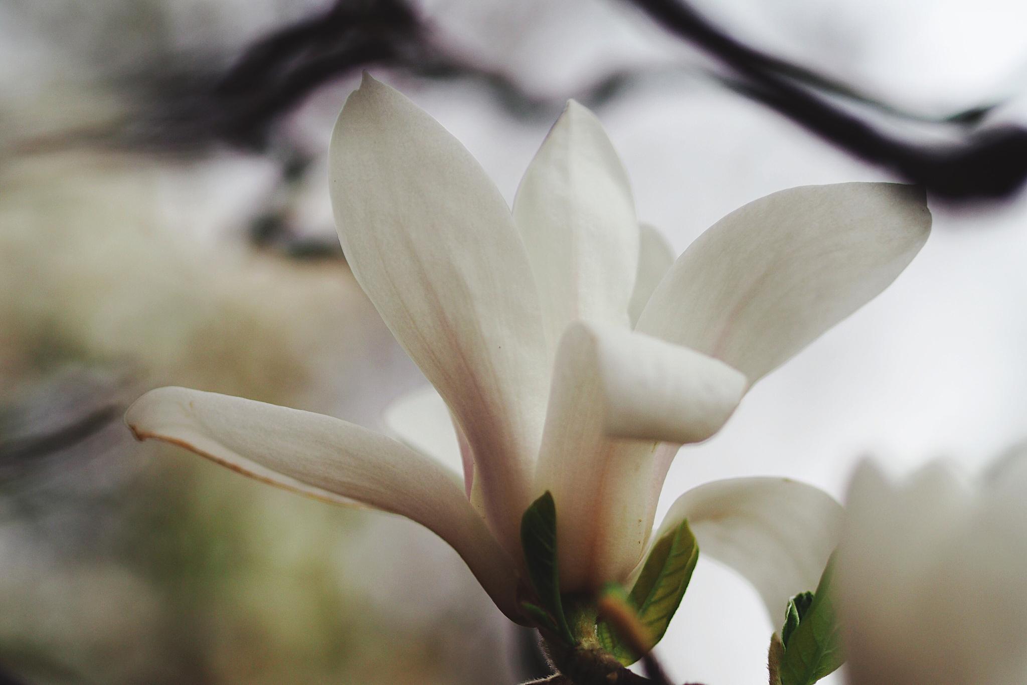 广玉兰:大自然的魅力之作 广玉兰,这个名字充满了诗意,也被称为"大花