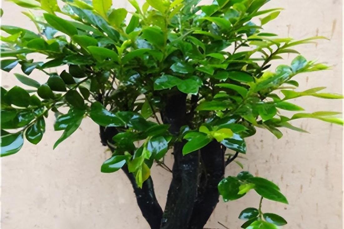 小叶紫檀:珍贵的植物 小叶紫檀是一种稀有而独特的植物,拥有着令人