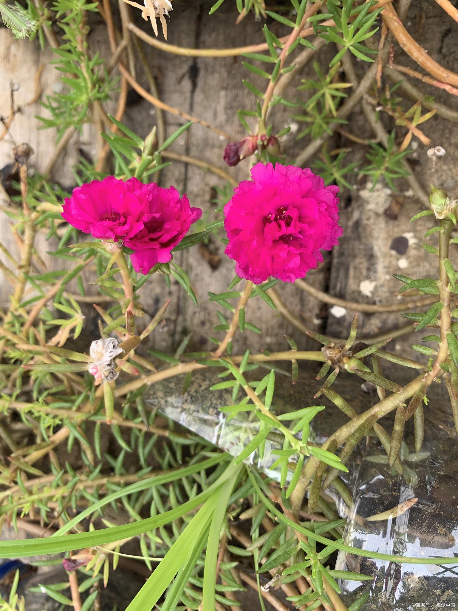 花毛茛真实图片