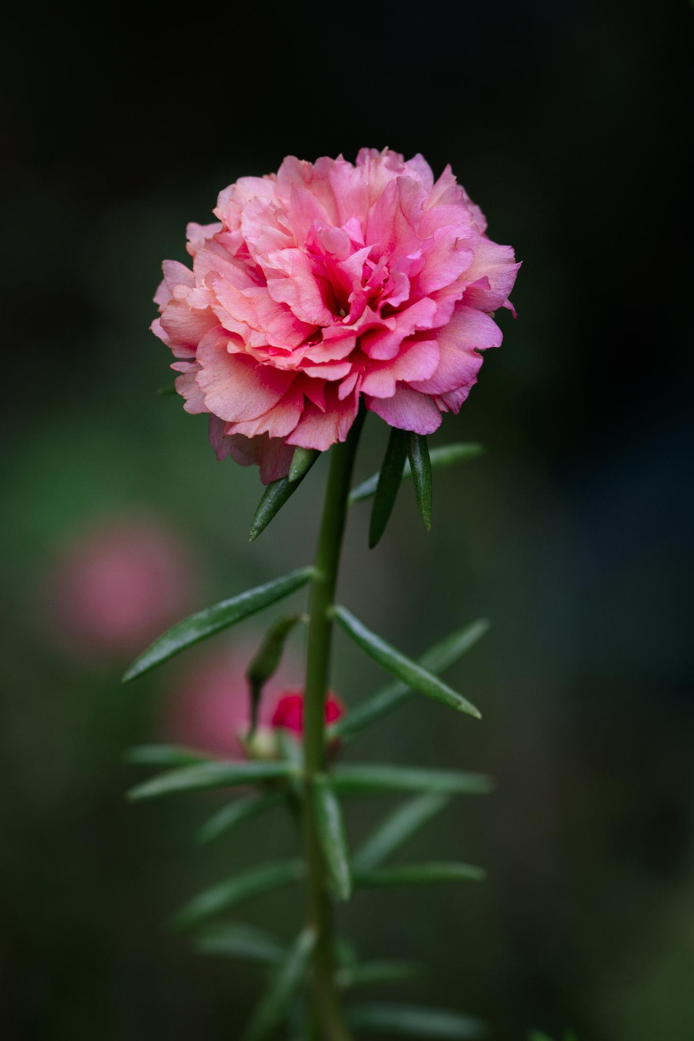 花毛茛真实图片