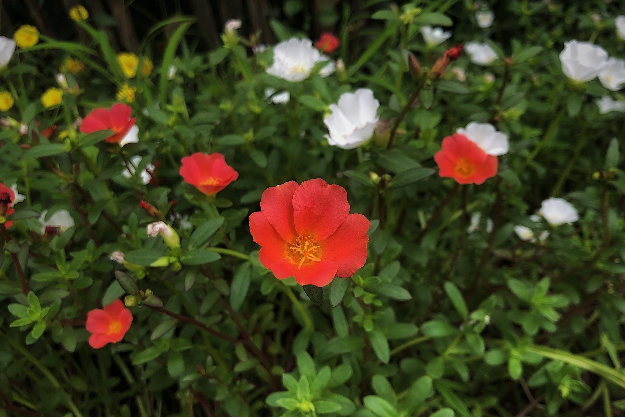 花毛茛的养殖秘籍 花毛茛