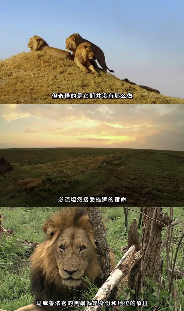 狮群血腥传奇:斯巴达狮群内斗与外来入侵的背后 在南非萨比森保护区的