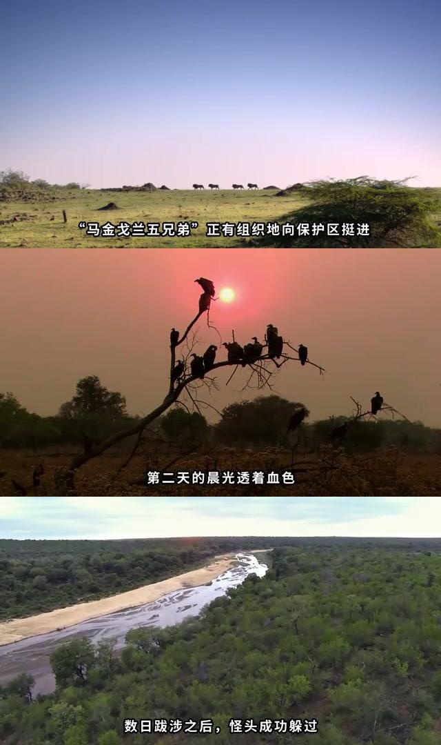 狮群血腥传奇:斯巴达狮群内斗与外来入侵的背后 在南非萨比森保护区的