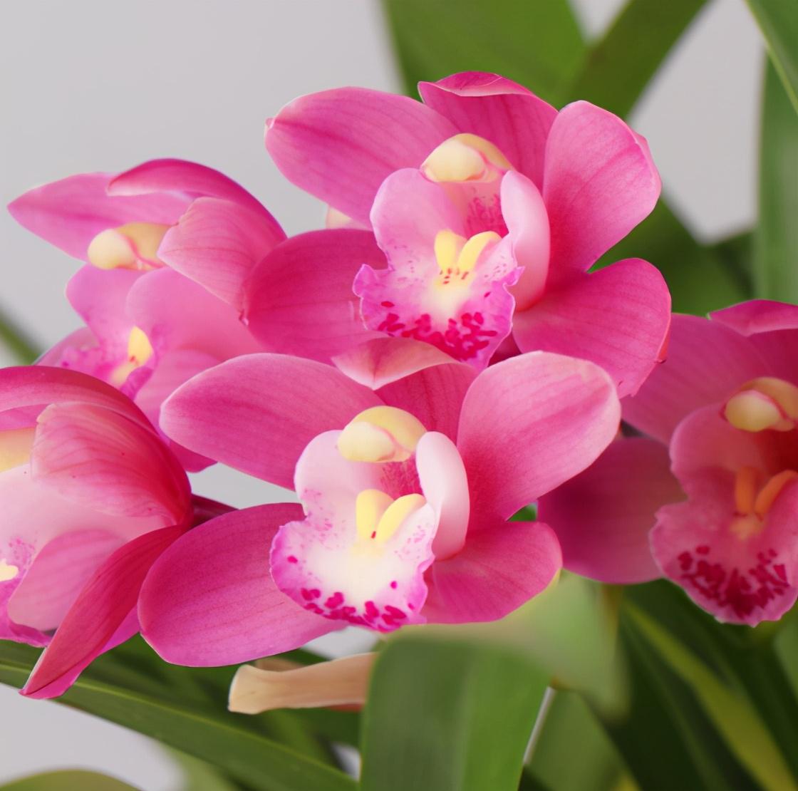 香妃兰:物美价廉的兰花品种 香妃兰是一种物美价廉的兰花品种,适合