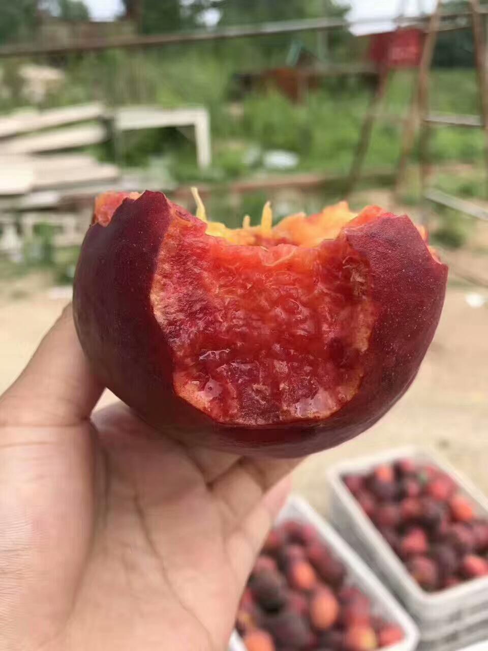 湖北姑娘回乡种树:中华黑桃王带领全村人共同致富 湖北姑娘李梅回乡