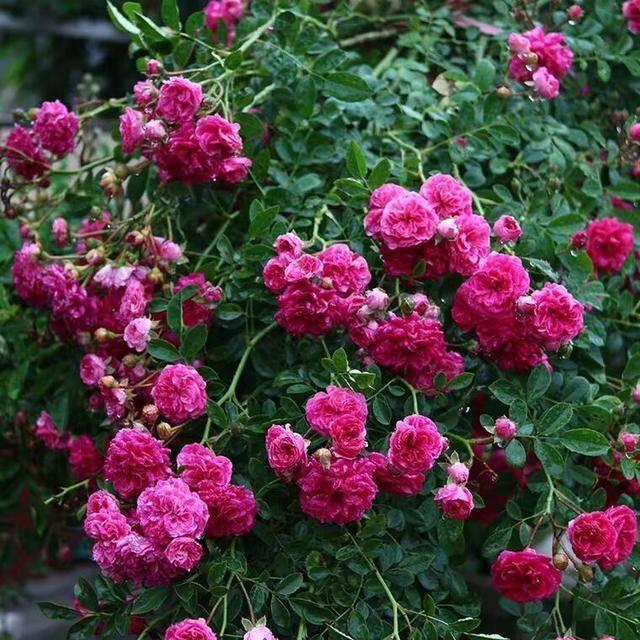 甜蜜红木香:庭院种植的绝佳选择 在生物多样性丰富的南方,有许多长相