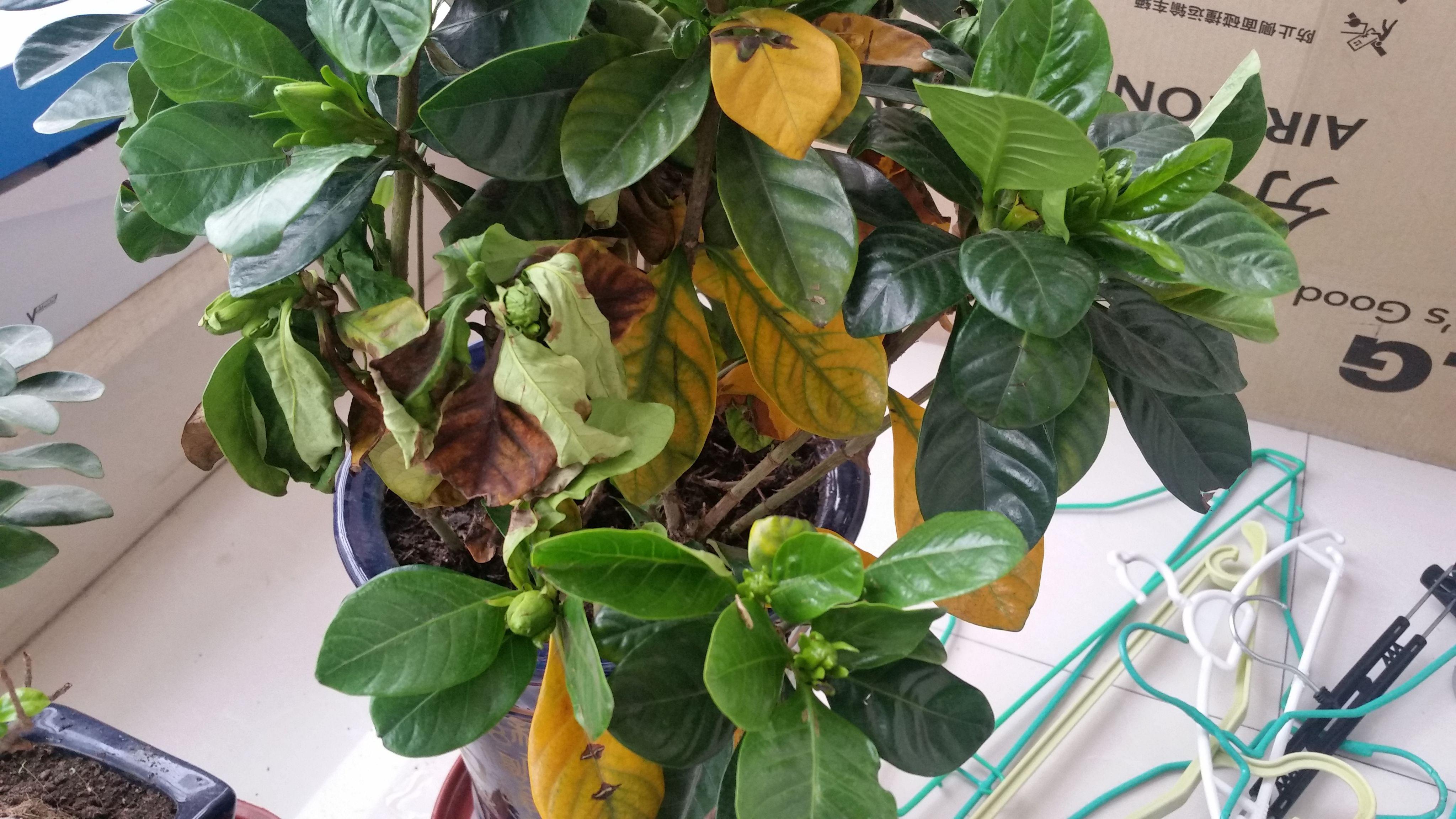 栀子花叶子发黄干枯的原因及解决方法 栀子花以其洁白如雪的花朵和